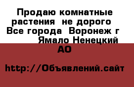 Продаю комнатные растения  не дорого - Все города, Воронеж г.  »    . Ямало-Ненецкий АО